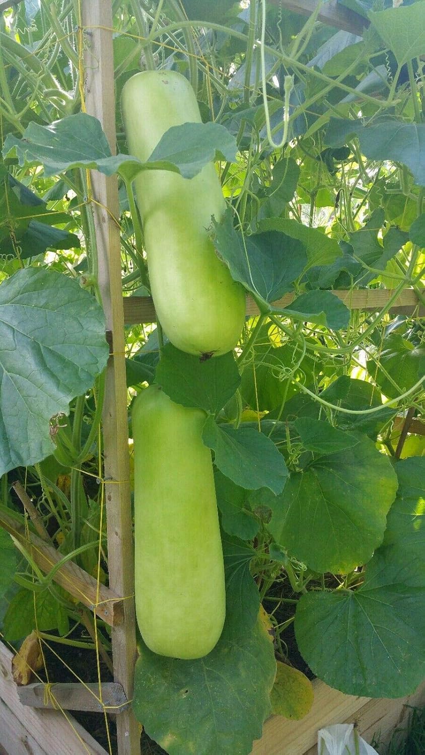 Shoopy Star Pumpkin Seeds Volga Gray G Ukraine Ukrainian Seeds N D Nn Nn N Amazon Ca Beauty