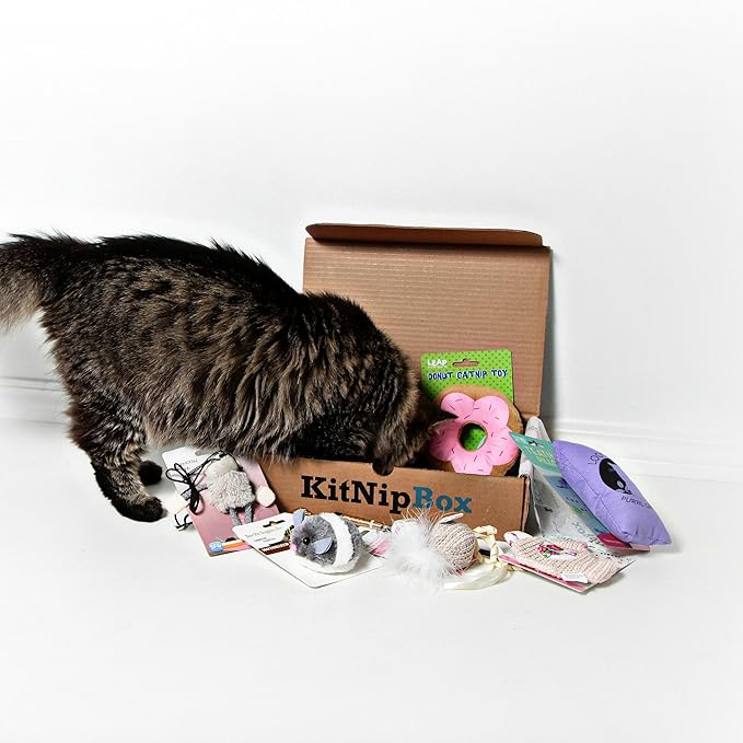 cat toy subscription