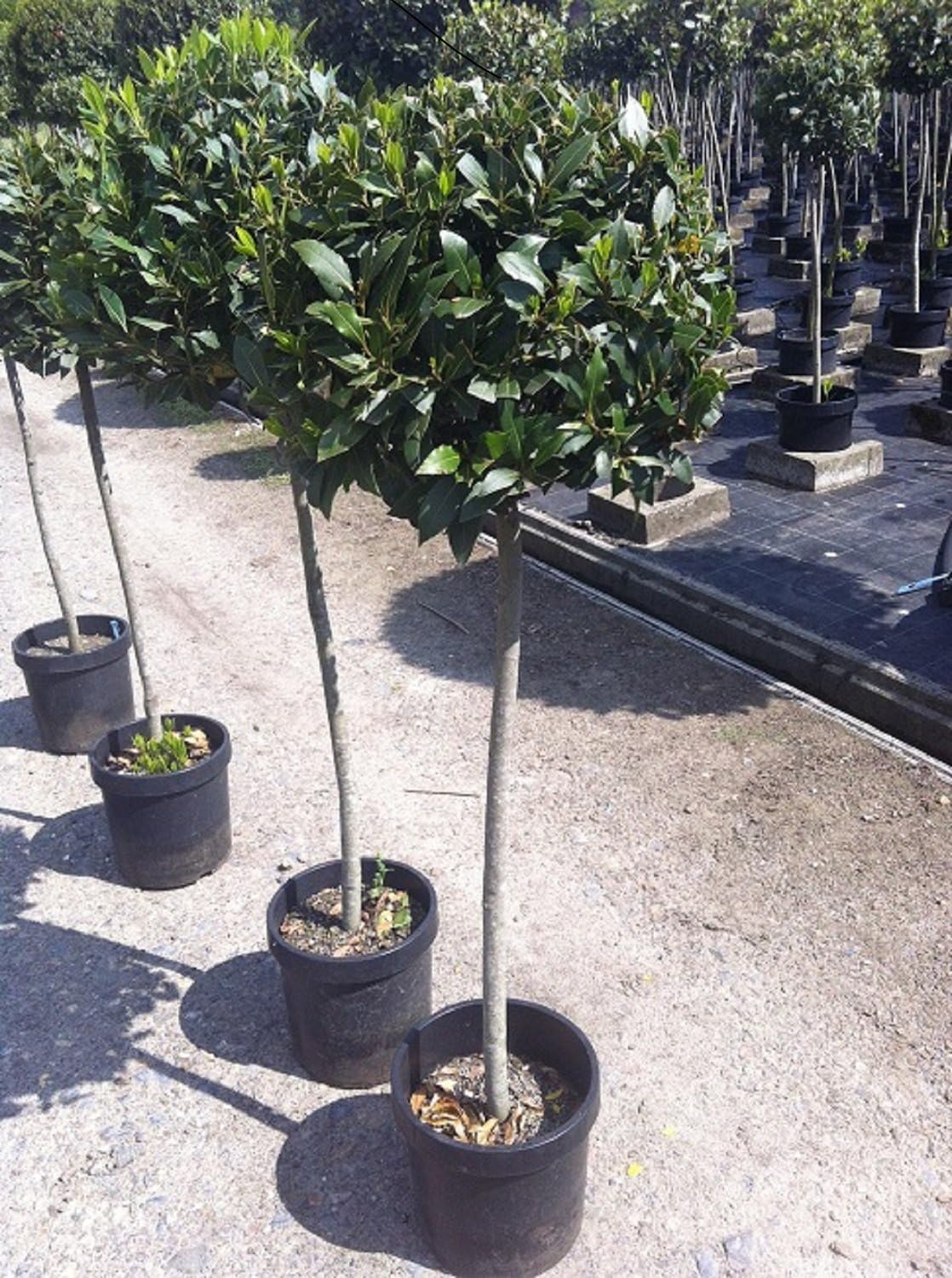 Large 3/4 Standard Bay Tree For sale Highest Quality 135cm Tall Large 40cm Head. Great