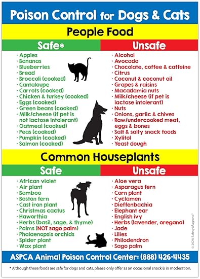 best dog harness for miniature dachshund