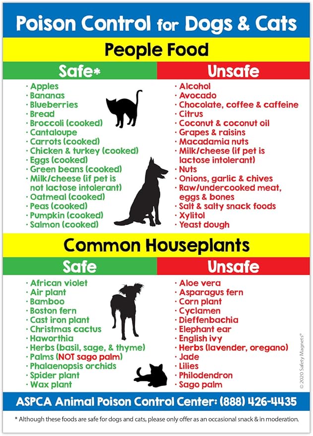 are orchids poisonous to dogs