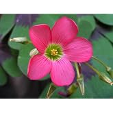 Iron Cross Oxalis Plant &ndash; 25 Bulbs for Planting Pink Iron Plants Flower Bulbs for Fall Planting Green Foliage Perennial Flower Bulbs Blooming Bulb - Iron Cross Shamrock Bulbs