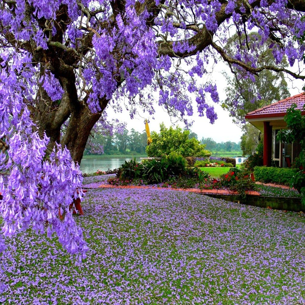 Verlike Flower Seeds 100Pcs Jacaranda Mimosifolia Royal Empress Tree Flower Seeds Garden Plant Decor