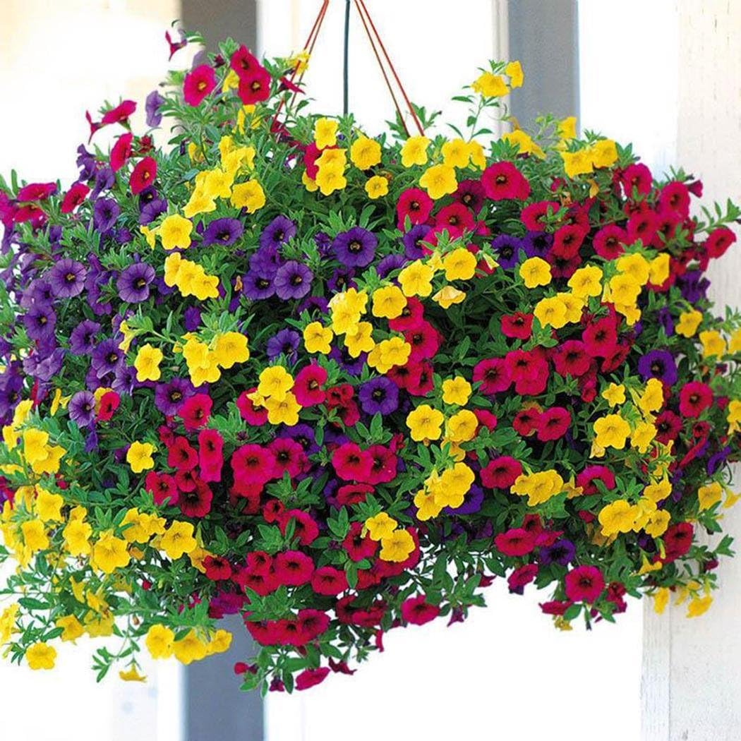 Acazon Flower Seed, All Seasons Species Dwarf Petunia Seed Plant Seeds Flowers (Style 5)
