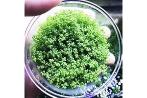 Greenpro Dwarf Baby Tears Hemianthus Callitrichoides Java Moss Live Aquarium Plants Freshwater Fish Tank Vitro TC Cup