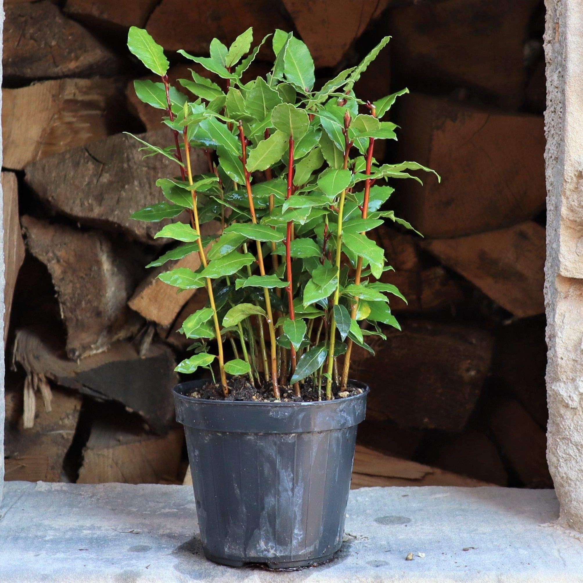 Palatina Werkstatt ® Laurus Nobilis Real Laurus Bay Herb Plant Herb Kitchen Herb Garden Kitchen or Balcony Perfect for Cooking and Seasoning