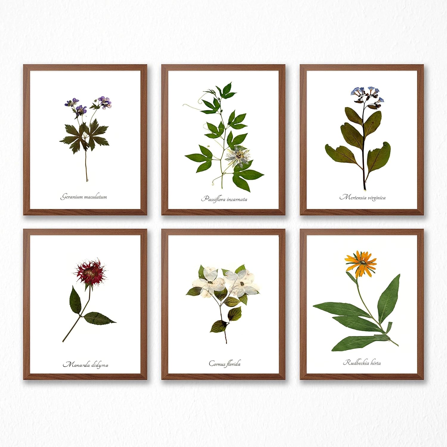 Wildflower Botanical Print Collection Set of Six