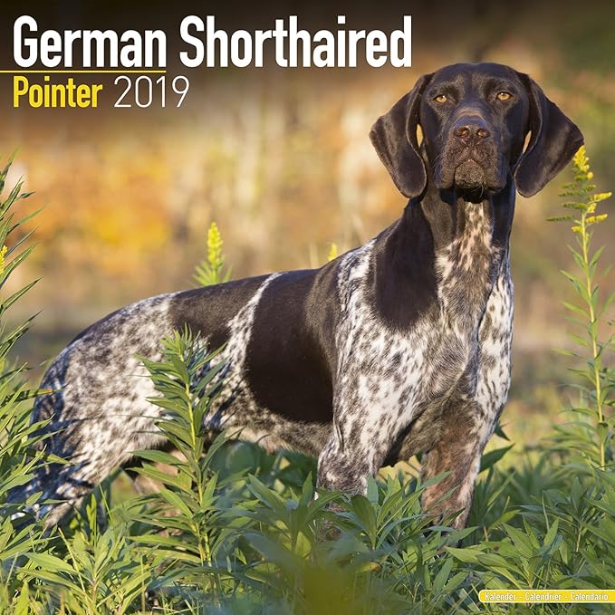 German Shorthaired Pointer Calendar 2019 Amazon In Avonside