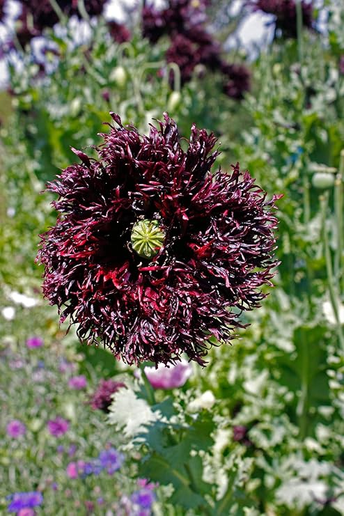Asklepios-seeds 1000 Samen Papaver somniferum Black Swan, Schlafmohn Saatgut