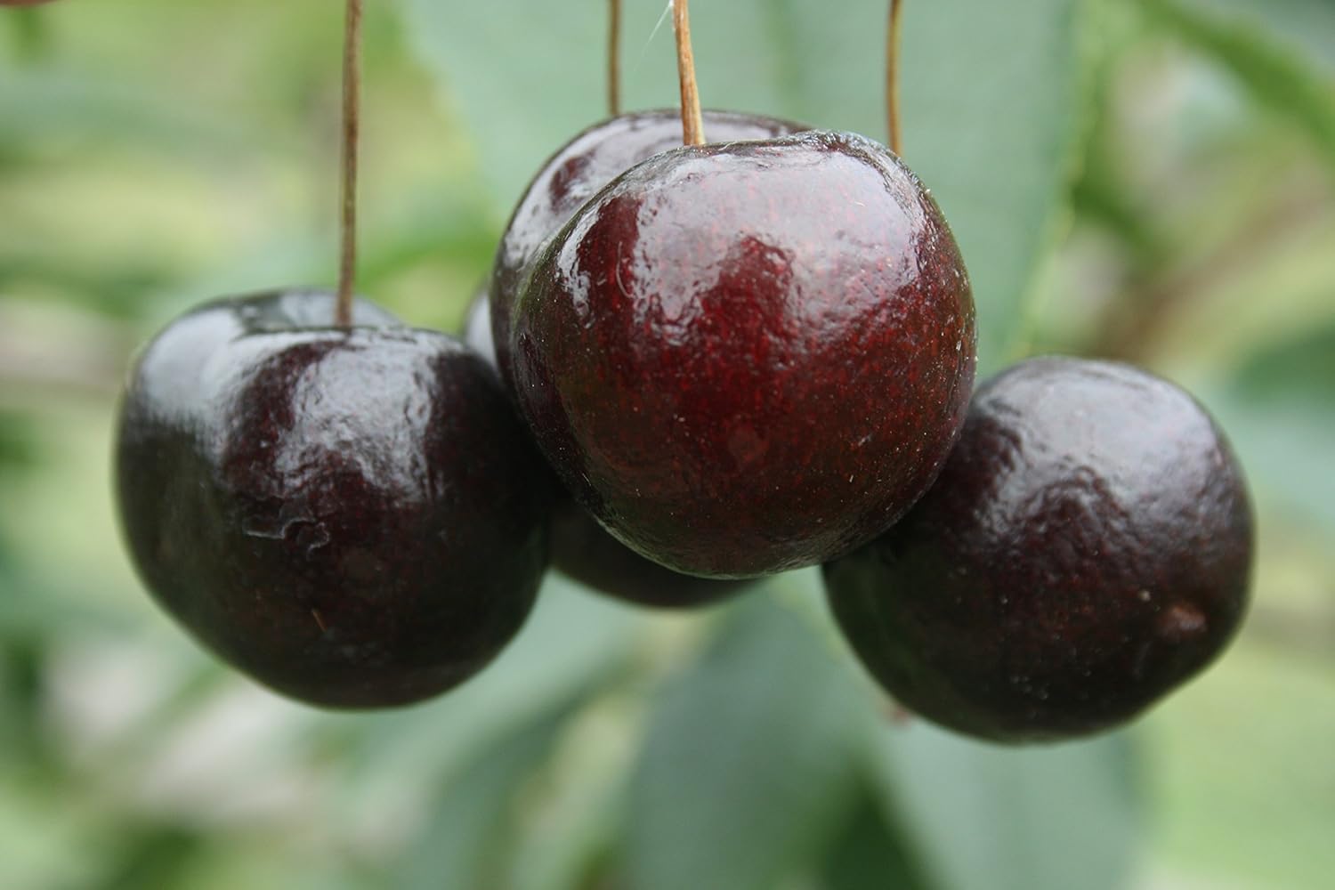 Giant black Cherry 'Black Heart' dwarf tree Amazon.co.uk Garden & Outdoors