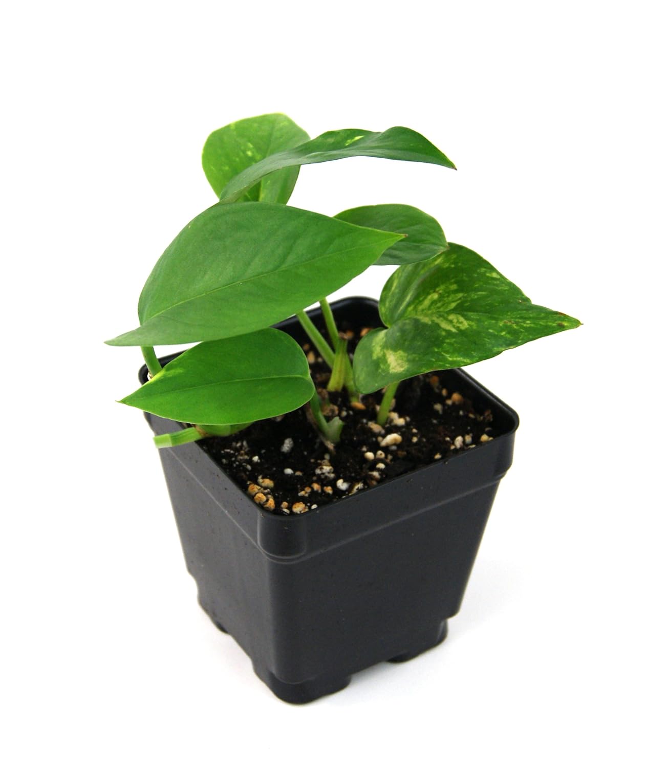 Epipremnum aureum 'Golden Pothos'