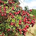 CHUXAY GARDEN 20 Seeds English Hawthorn Seeds for Planting Outdoors Heirloom Crataegus Laevigata Seed Deciduous Shrub Hawthorn Tree Plant Edible Sweet Fruit