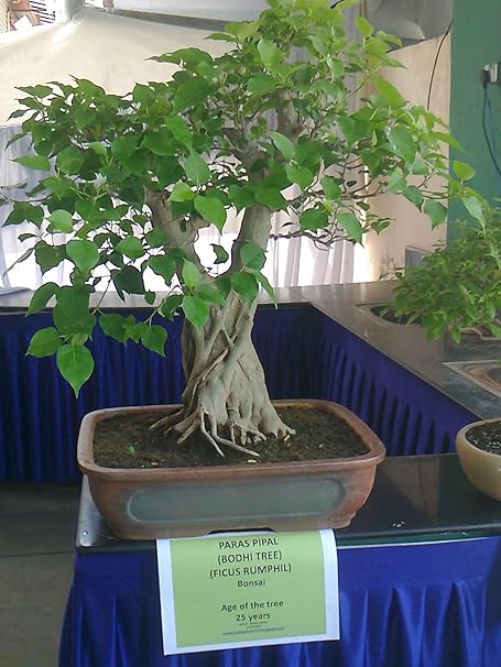 Creative Farmer Tree Seeds For