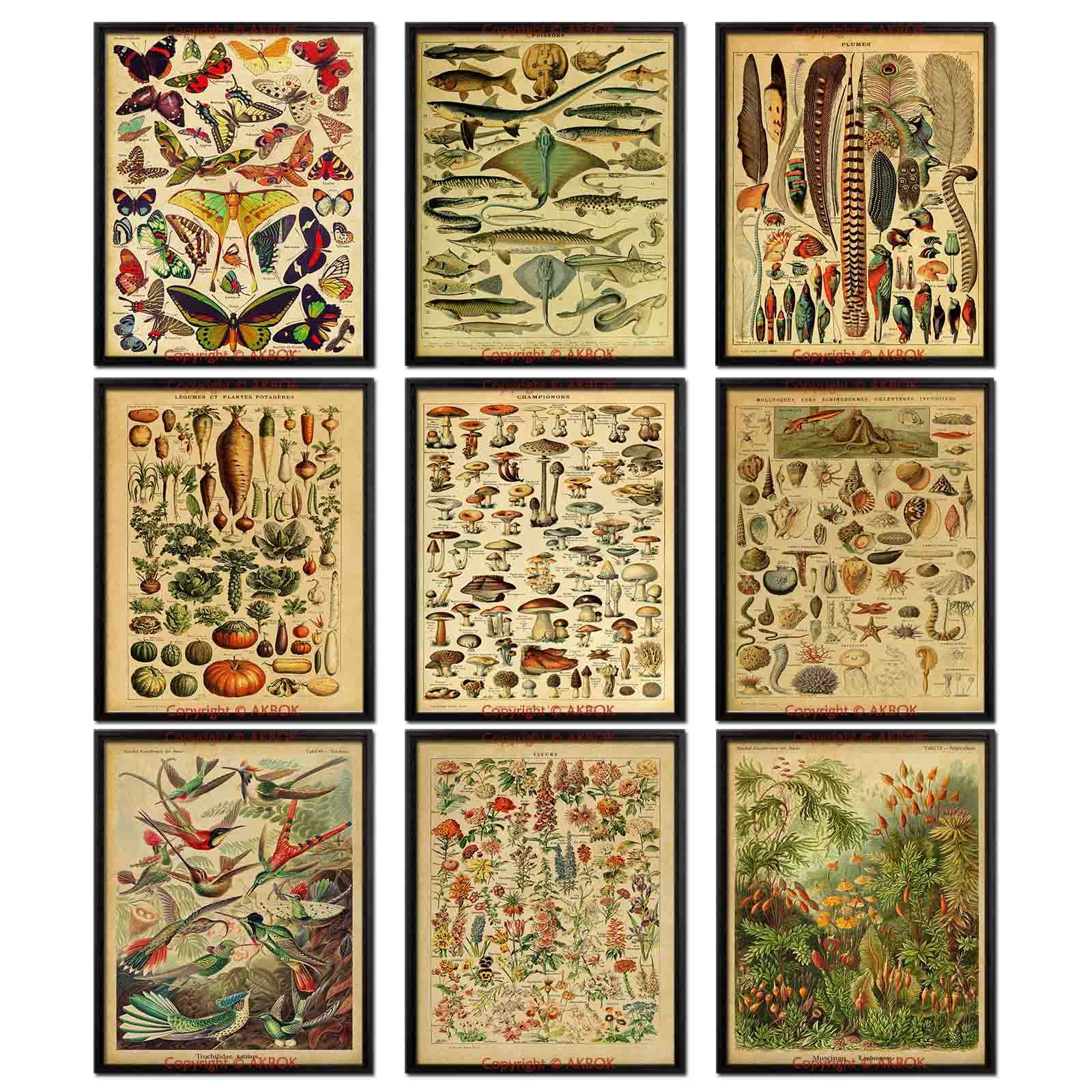 AKBOK Vintage Botanical Poster Set: 9pcs Butterfly & Flower Chart Identification Education Poster, Unframed 8 x 10 Inch, Home & Multiple Rooms Wall Art Decor