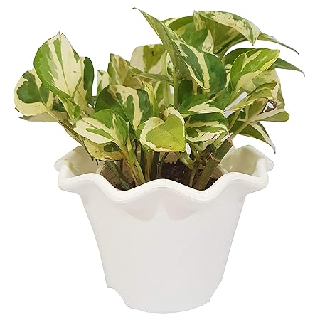 Grun Cute Air Purifying Indoor Marble Pothos Money Plant