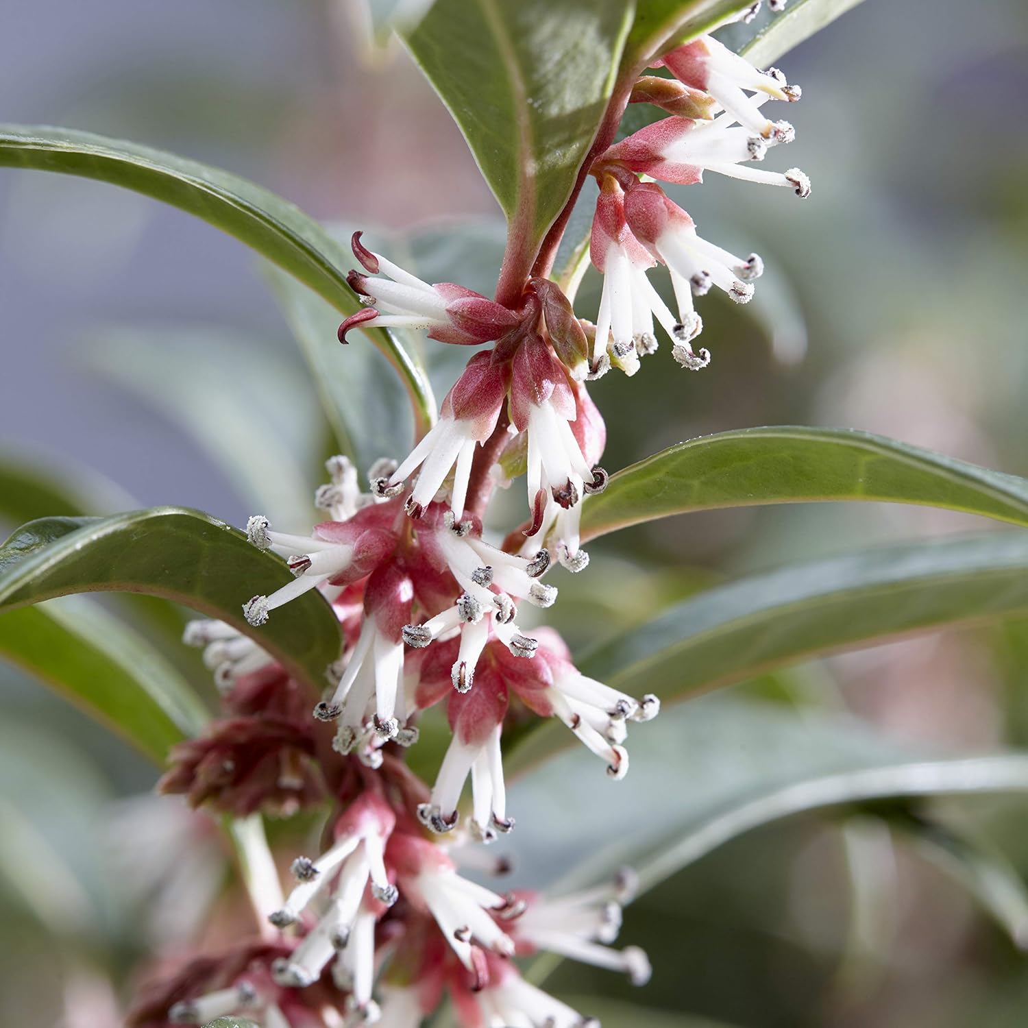 YouGarden Sarcococca hookeriana 'Winter Gem', Established Garden Plant in 15cm Pot, Hardy Evergreen Shrub for Winter Fragrance - Image 3