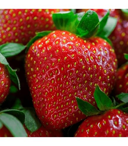 Come Moltiplicare Le Piante Di Fragole In Casa - Foto 3