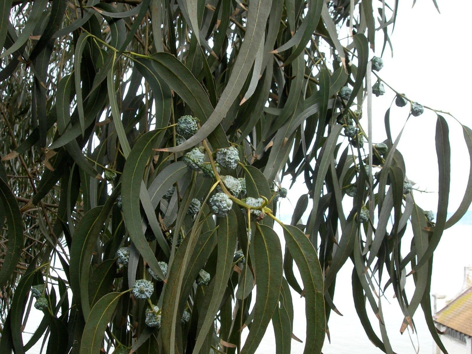 Eucalyptus globulus, Tasmanian Blue Gum, Tree Seeds (Fast Fragrant Evergreen) 300 seeds