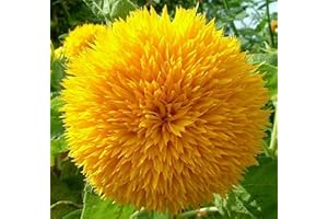 AXEL'S GARDEN SEEDS Dwarf Sunflower Seeds for Planting - Grow Teddy Bear Sun Flowers in Your Garden - 25 Non GMO Heirloom Seeds - Full Planting Instructions for Easy Grow - Great Gardening Gifts (1 Packet)