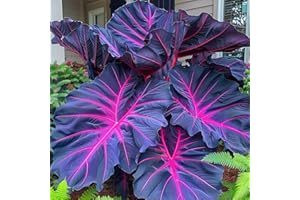 DVCFGXK Beautiful Giant Garden Ornaments - Fast Growing [Elephant Ear Bulk] for Home Decoration - Gorgeous Ornament-2Bulbs-B