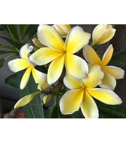 Amazon.com : Yellow Plumeria Cutting 1 pack #LL4 : Patio, Lawn