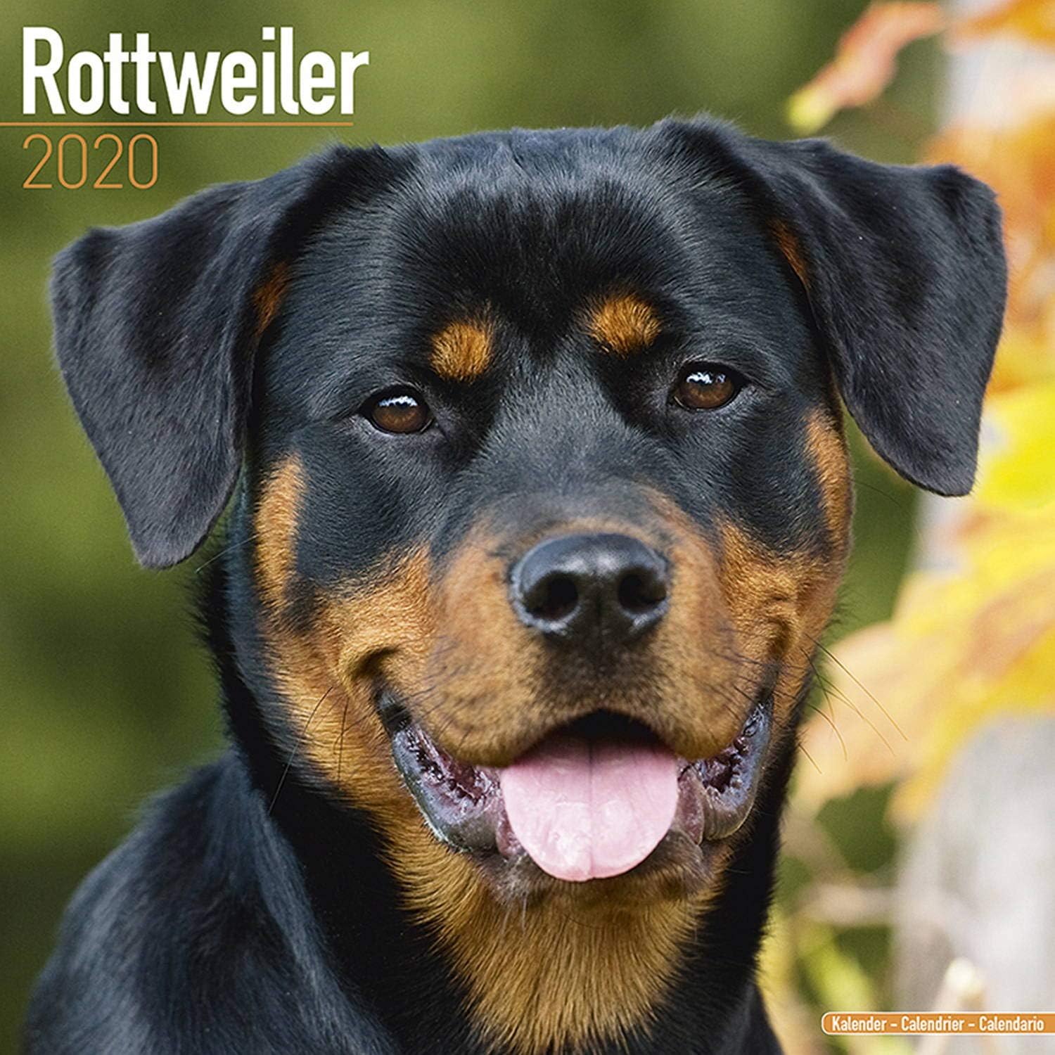 Amazon Com Rottweiler Calendar 2020 Dog Breed Calendar Wall
