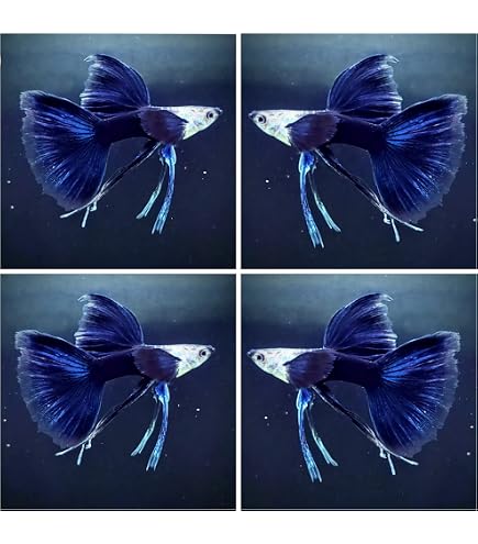 Amazon.com: D&A Tropical Blue/Green Dragon Indo Mosaic Guppy
