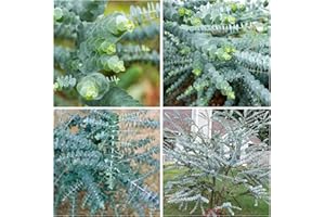 Eucalyptus Seeds for Planting – 50 Seeds – Aromatic Ornamental Tree – Popular for Cut Foliage, Home Garden & Decorative Use