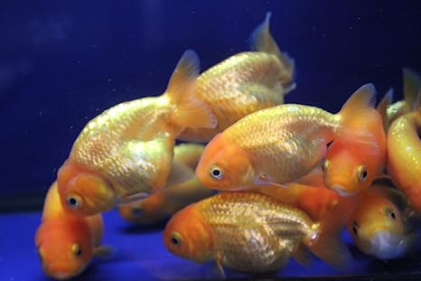 Amazon Com Red 5 Pack Live Sm Ranchu Goldfish For Aquarium Fish Tank Or Pond Pet Supplies