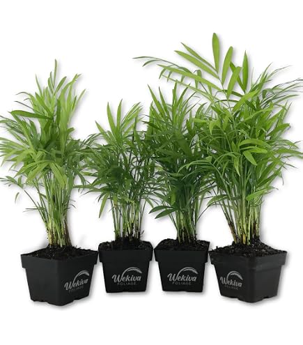 Amazon.com: Victorian Parlor Palm - Chamaedorea - Indestructable - 4.5"  Unique Design Pot From Jmbamboo : Patio, Lawn & Garden