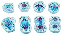 Eisco - Mitosis Model Set of 8 Enlarged 3D Animal