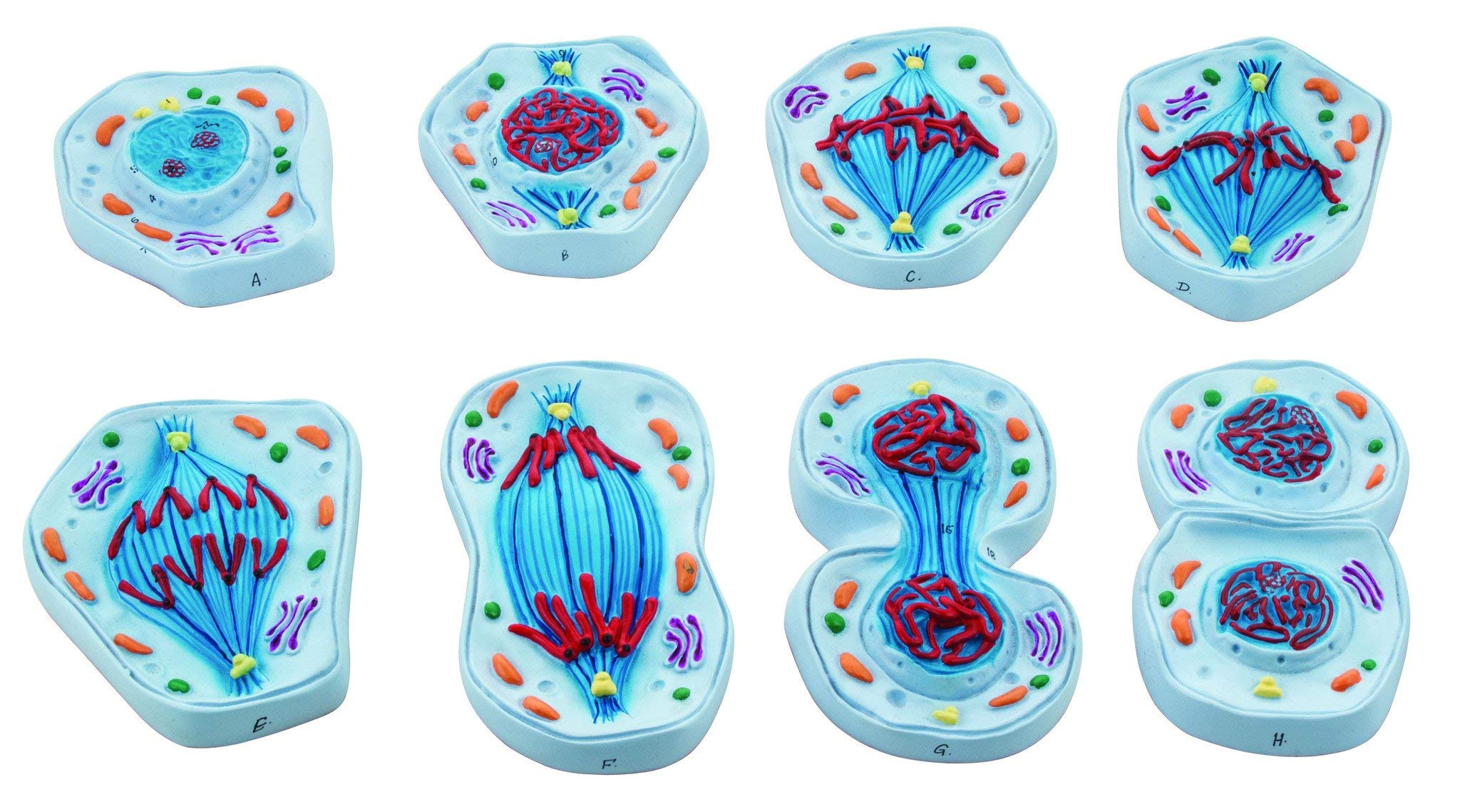 Eisco - Mitosis Model Set of 8 Enlarged 3D Animal