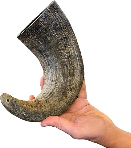 Water buffalo bully horn Clearance