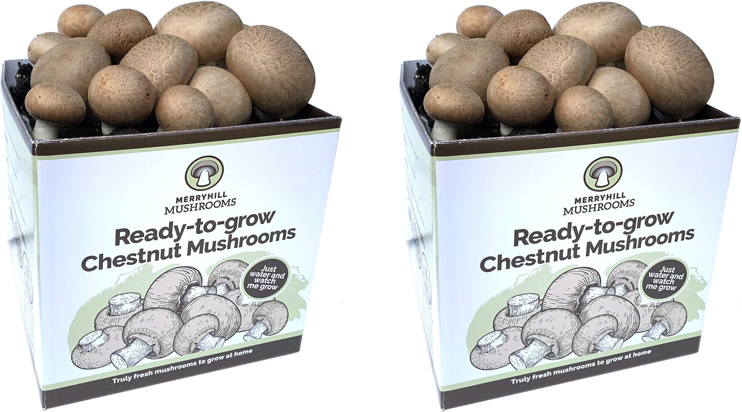 Merryhill Mushrooms - Ready Growing Grow Your Own Fresh Chestnut Mushroom kit (Twin Chestnut)