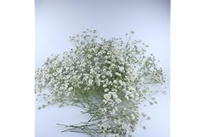 LYFORTZY 100 Pcs White Natural Baby's Breath Real Dried Pressed Flowers ,for Scrapbooking Supplies Card Making Supplies Resin Jewelry Making Soap and Candle Making.