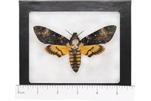 BicBugs Acherontia atropos REAL FRAMED SILENCE OF THE LAMBS DEATH'S HEAD MOTH