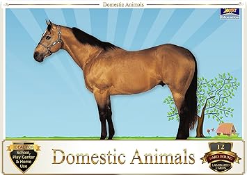 Topper : Kiddies Flash Cards - Animals Domestic