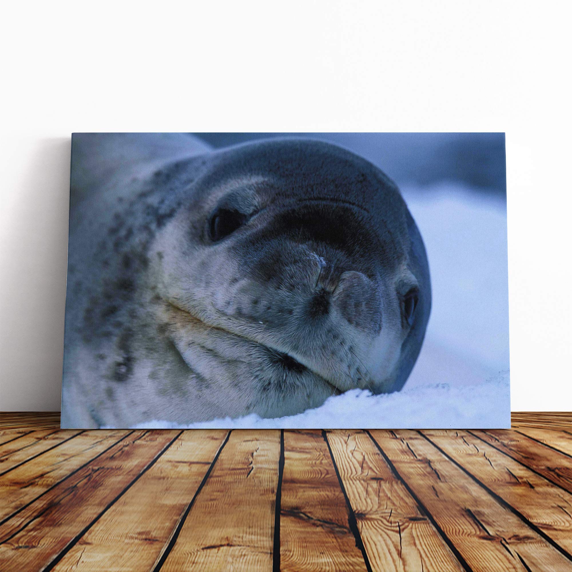 Seal Vol.2 Canvas Print | Gallery Wrapped 30mm Frame Wall Art | 20x14 inches | Ready to Hang | Modern Animals Picture | Living Room Bedroom Lounge Office