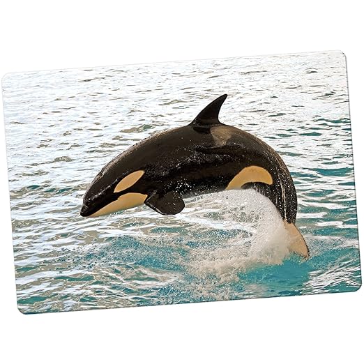 Las ballenas Killer/Orca Orcinus orca - Imán para nevera, Orca ...