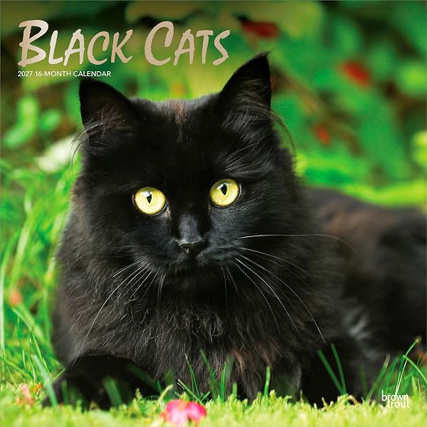 Amazon.com: Black Cats Tell All: True Tales And Inspiring Images