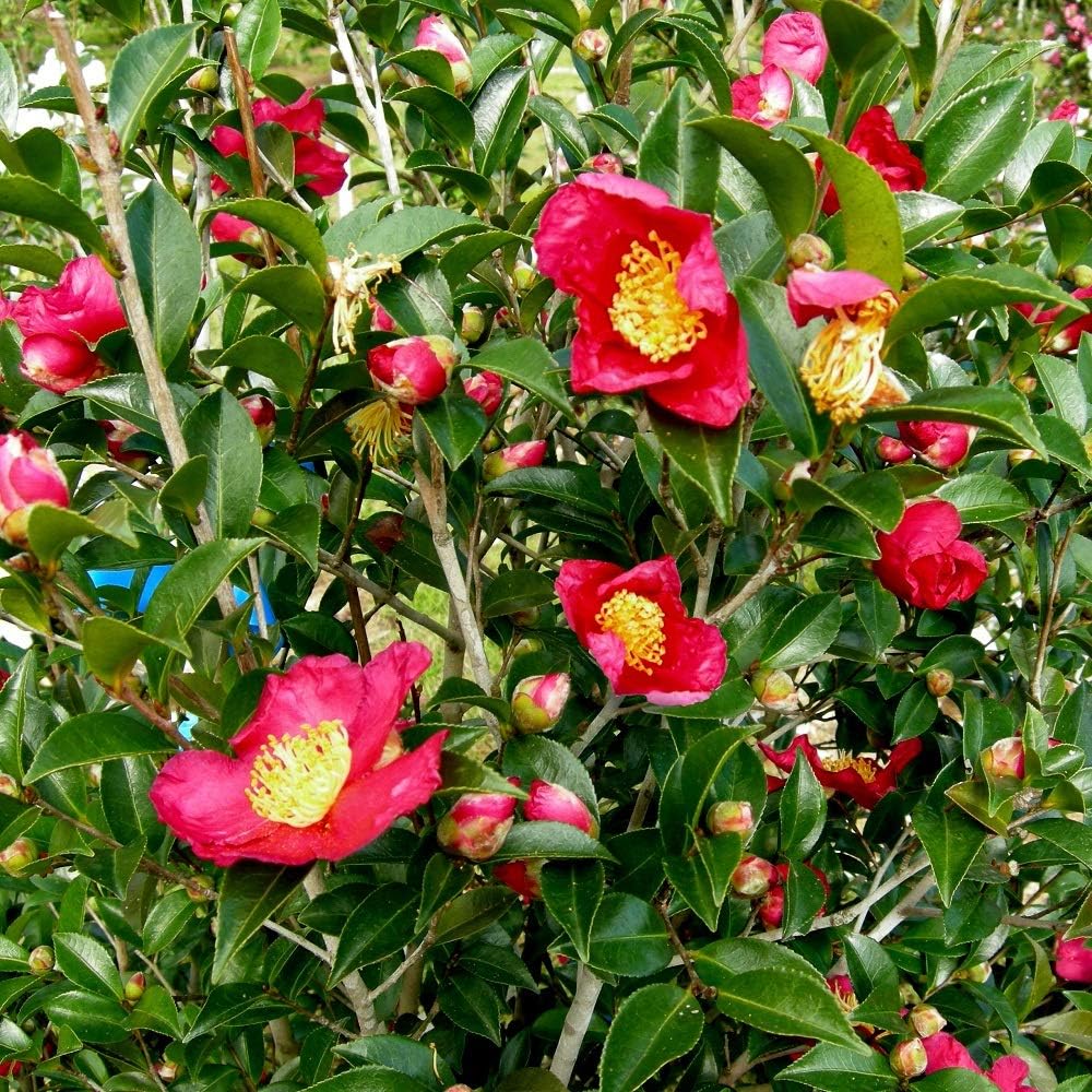 Plants by Mail 2.5 Qt �Yuletide� Camellia
