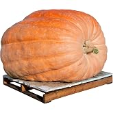 Dill's Atlantic Giant Pumpkin Seeds - Non-GMO - 10 Seeds