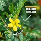 Alpha01 Tribulus Terrestris Extract 5000mg 185mg Saponins 120 Caps view 3
