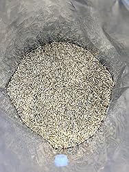 Rye Berries for Mushroom Spawn - Organic, Triple