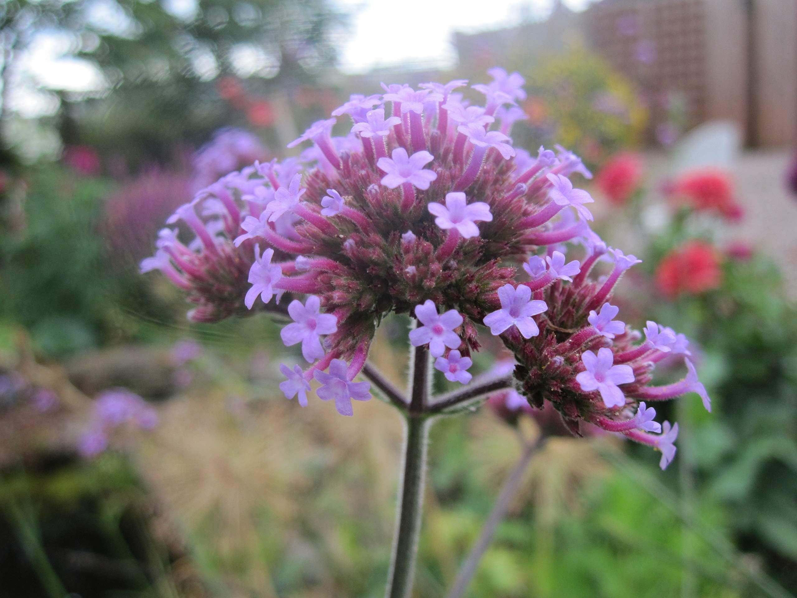 60 Verbena Bonariensis Seeds - Purple Perennial Flower Seeds - Cottage Garden