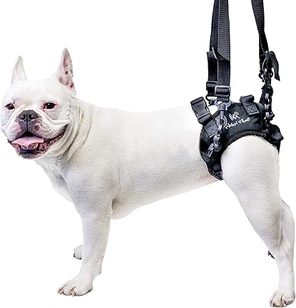 harness for dogs with arthritis