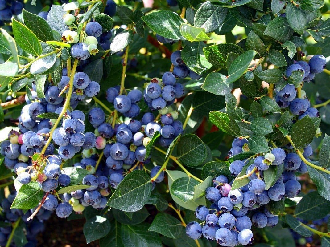 Higarden Blueberry Fruit Seeds, Balcony Bonsai Tree Seeds, 200 particles / bag