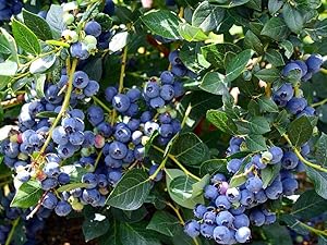 Azalea Garden Rare Bush Blueberry Fruit, 1 Healthy Plant