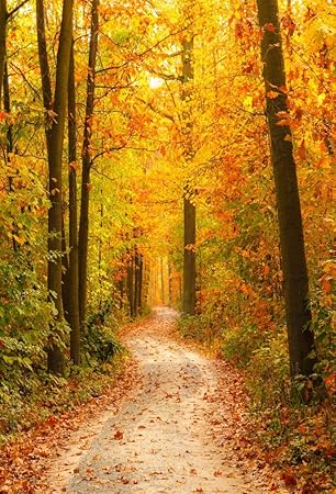 Amazon Com Aofoto 3x5ft Fall Forest Pathway Photography Backdrop Autumn Park Nature Scenery Background Woods Fallen Leaves Outdoor Travel Photo Studio Props Kid Children Baby Artistic Portrait Vinyl Wallpaper Camera Photo