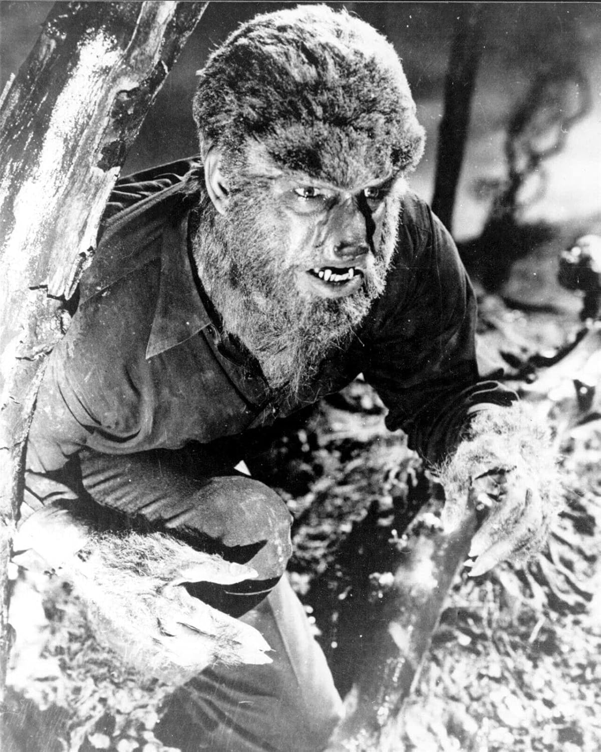 Photographs - The Wolf Man 1941 Lon Chaney Jr hides in tree 8x10 inch photo